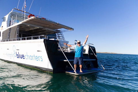 Swim With Whale Sharks- The Largest Fish In The World! - Phillip Island Accommodation 41