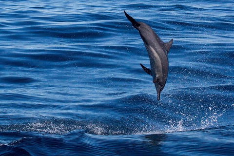 Swim With Whale Sharks- The Largest Fish In The World! - Phillip Island Accommodation 44