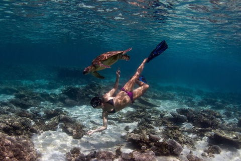 Swim With Whale Sharks- The Largest Fish In The World! - Phillip Island Accommodation 11