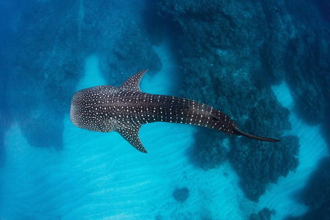 Swim With Whale Sharks- The Largest Fish In The World! - Phillip Island Accommodation 14