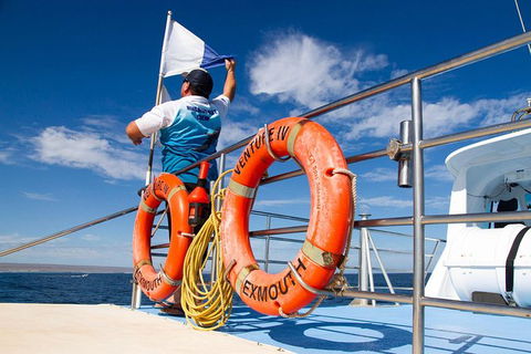 Swim With Whale Sharks- The Largest Fish In The World! - Phillip Island Accommodation 33