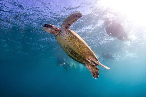 Swim With Whale Sharks- The Largest Fish In The World! - Phillip Island Accommodation 27