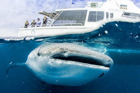 Swim With Whale Sharks- The Largest Fish In The World! - Phillip Island Accommodation 34