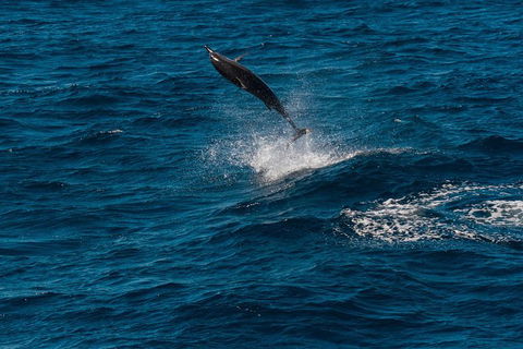 Swim With Whale Sharks- The Largest Fish In The World! - Phillip Island Accommodation 31