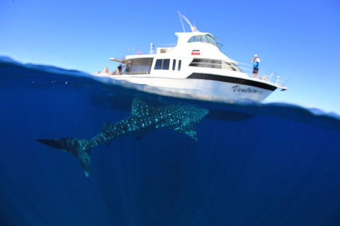 Swim With Whale Sharks- The Largest Fish In The World! - Phillip Island Accommodation 26