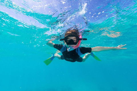 Swim With Whale Sharks- The Largest Fish In The World! - Phillip Island Accommodation 19