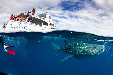 Swim With Whale Sharks- The Largest Fish In The World! - Phillip Island Accommodation 35