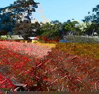 Swan Valley Wine Time Private Day Tour - Phillip Island Accommodation