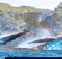 Jet Boat Whale Watching Safari from Dunsborough - Phillip Island Accommodation