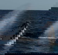 Perth Whale-Watching Cruise from Hillarys Boat Harbour - Phillip Island Accommodation