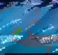 Swim with Wild Dolphins - Phillip Island Accommodation