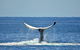 Whale Watching Busselton Departing From Busselton Jetty - thumb 1