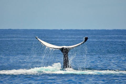 Whale Watching Busselton Departing From Busselton Jetty - Phillip Island Accommodation 1