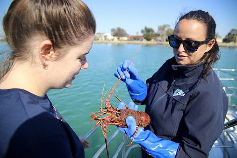 Mandurah Dolphin And Scenic Marine Cruise - Phillip Island Accommodation 8