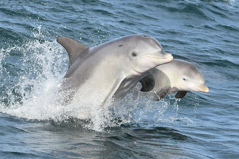 Mandurah Dolphin And Scenic Marine Cruise - Phillip Island Accommodation 12