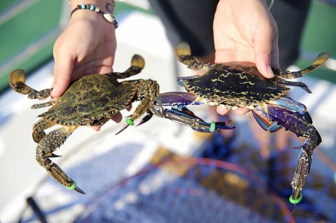 Mandurah Dolphin And Scenic Marine Cruise - Phillip Island Accommodation 15