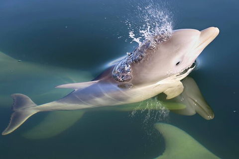 Mandurah Dolphin And Scenic Marine Cruise - Phillip Island Accommodation 4