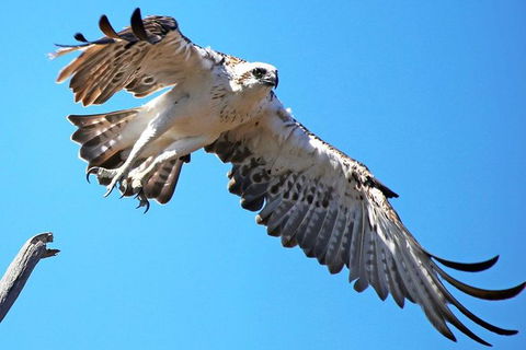 Mandurah Dolphin And Scenic Marine Cruise - Phillip Island Accommodation 11