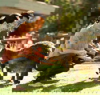 Very Best of Perth Tour - Wildlife Park  City Highlights Tour - Phillip Island Accommodation