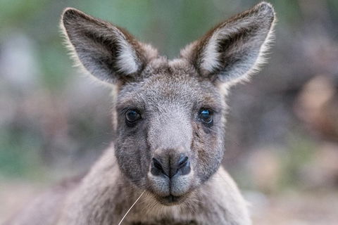 Small-Group Grampians Great Wilderness Escape Day Trip With Hiking - Phillip Island Accommodation 5