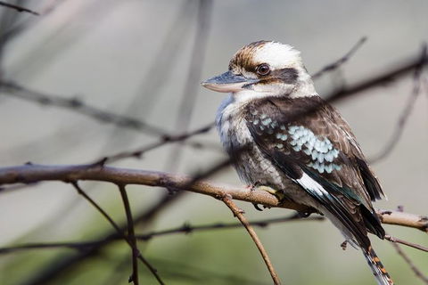 Small-Group Grampians Great Wilderness Escape Day Trip With Hiking - Phillip Island Accommodation 10