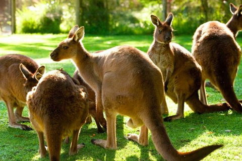 Steam Train, Yarra Valley & Healesville Wildlife Sanctuary Full Day Tour - Phillip Island Accommodation 7