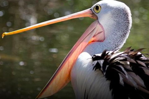 Steam Train, Yarra Valley & Healesville Wildlife Sanctuary Full Day Tour - Phillip Island Accommodation 4