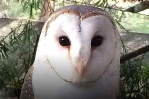 Steam Train, Yarra Valley & Healesville Wildlife Sanctuary Full Day Tour - Phillip Island Accommodation 5