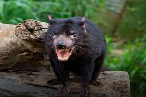 Steam Train, Yarra Valley & Healesville Wildlife Sanctuary Full Day Tour - Phillip Island Accommodation 8