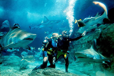 Shark Dive Experience At SEA LIFE Melbourne Aquarium - Phillip Island Accommodation 0