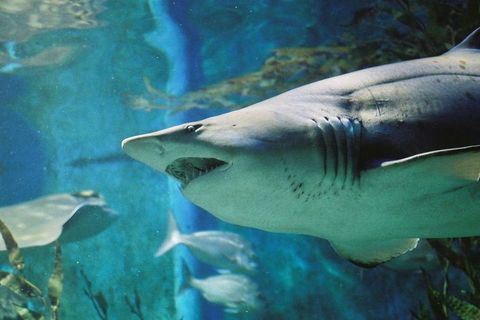 Shark Dive Experience At SEA LIFE Melbourne Aquarium - Phillip Island Accommodation 1