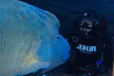 Shark Dive Experience At SEA LIFE Melbourne Aquarium - Phillip Island Accommodation 6