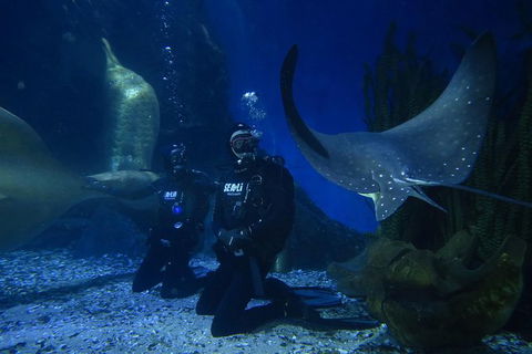 Shark Dive Experience At SEA LIFE Melbourne Aquarium - Phillip Island Accommodation 9