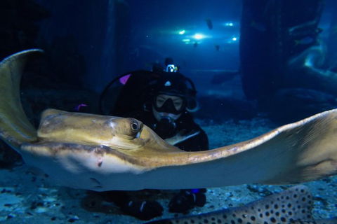 Shark Dive Experience At SEA LIFE Melbourne Aquarium - Phillip Island Accommodation 3