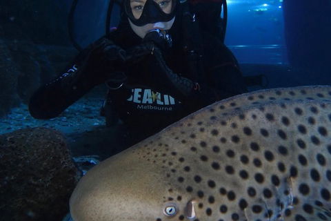 Shark Dive Experience At SEA LIFE Melbourne Aquarium - Phillip Island Accommodation 4