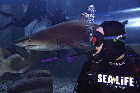 Shark Dive Experience At SEA LIFE Melbourne Aquarium - Phillip Island Accommodation 8