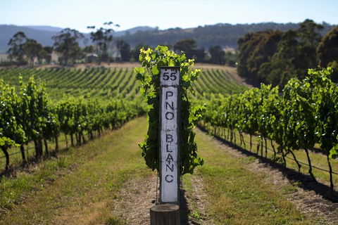 Small Group 6 Guests: Ultimate Yarra Valley Food And Wine - Mercedes Van - Phillip Island Accommodation 8