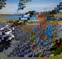 Port Arthur and Lavender Farm Active Day Tour - Phillip Island Accommodation