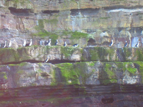 Full-Day Tasman Peninsula Tour From Hobart - Phillip Island Accommodation 12