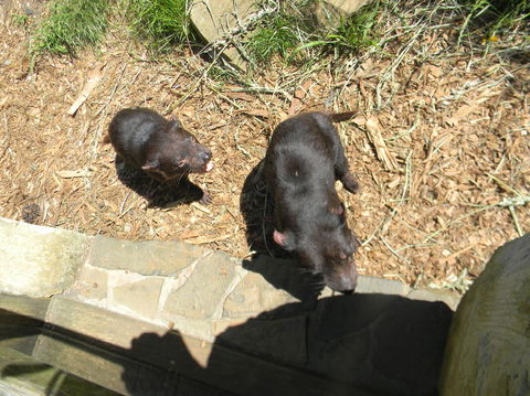 Full-Day Tasman Peninsula Tour From Hobart - Phillip Island Accommodation 3