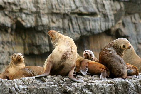 Full-Day Tasman Peninsula Tour From Hobart - Phillip Island Accommodation 22