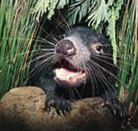 Hobart Shore Excursion Half Day Bonorong Wildlife Park with Richmond Tour - Phillip Island Accommodation