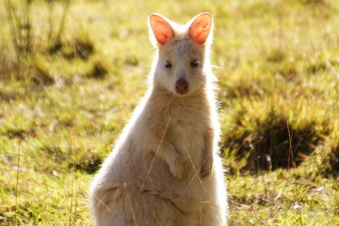 Small-Group Day Trip From Hobart To Bruny Island - Phillip Island Accommodation 2