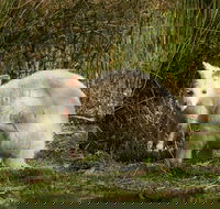 Bruny Island premium private photo-oriented day tour from Hobart - Phillip Island Accommodation