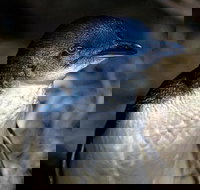 Bonnet Island Experience departing from Strahan - Phillip Island Accommodation