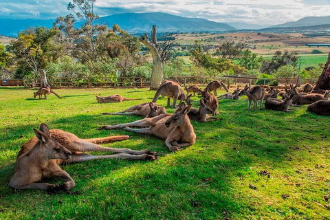 Five Of Hobart's Best In One Day - Phillip Island Accommodation 1
