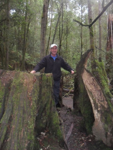 Mt Field National Park And Russell Falls From Hobart - Phillip Island Accommodation 8