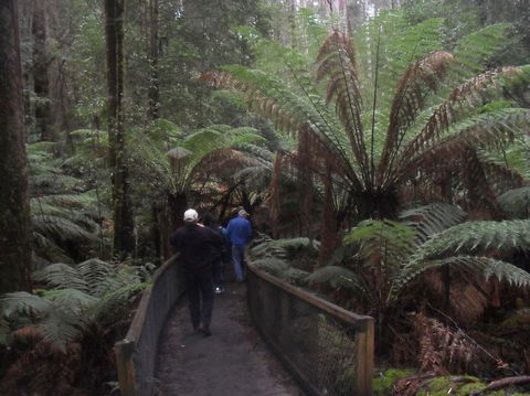 Mt Field National Park And Russell Falls From Hobart - Phillip Island Accommodation 5