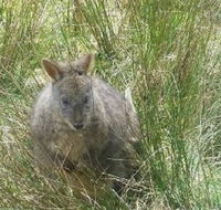Leven Canyon Day Trip Including Wings Wildlife Park or Gunns Plains Caves from Devonport Ulverstone or Burnie - Phillip Island Accommodation