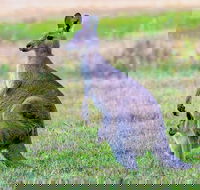 Bonorong Wildlife Park Richmond Village Hobart Highlights - Phillip Island Accommodation